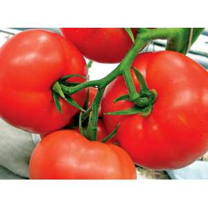 Мобил - томат детерминантный, Lark Seeds (Ларк Сидс), США фото, цена